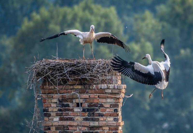 Professional Chimney Animal Removal Services in Marshfield, Massachusetts
