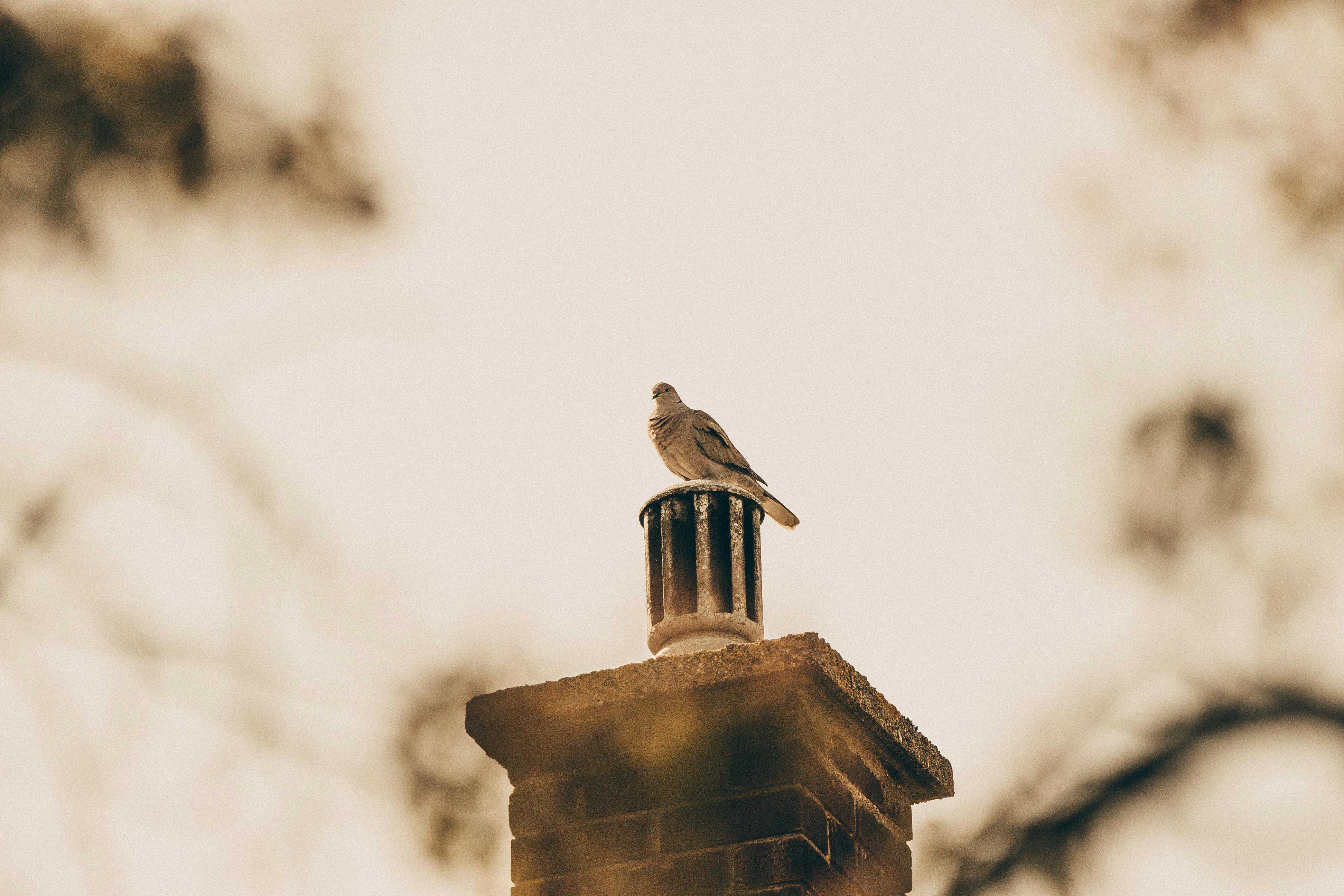 Professional Chimney Cap Installation Services in Marshfield, MA Expert Chimney Cap Installation in Marshfield, Massachusetts